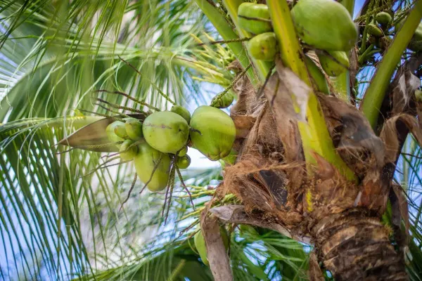 palmboom