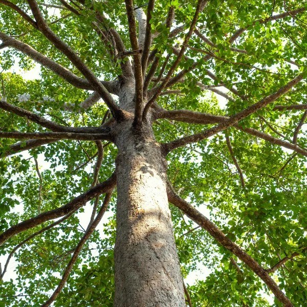 Partners van Trees For All