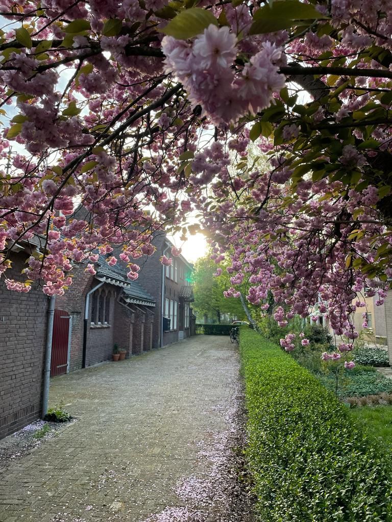 free-sector-houses for rent on Oranjeboomstraat 194 B3