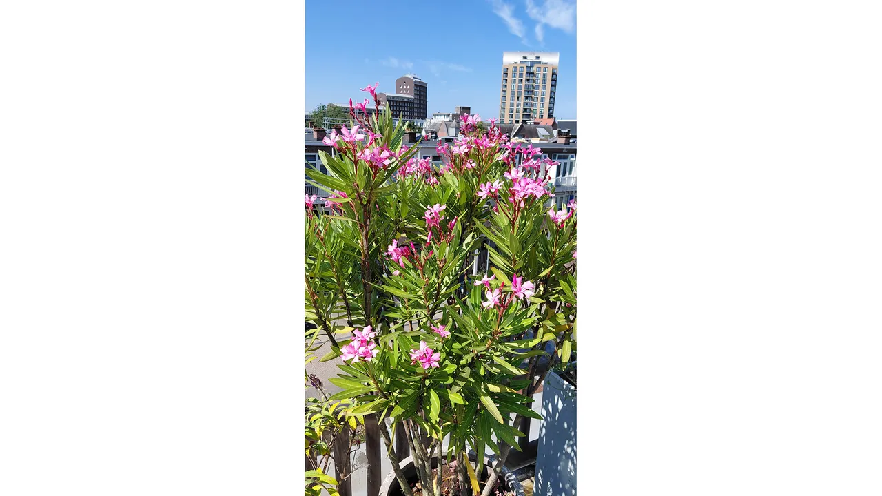 listing-cb32a9f2-c2bc-4cc3-8f5f-8b2d0c8c72cf-288209275.jpg